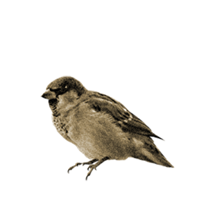 Sparrow PNG-20150